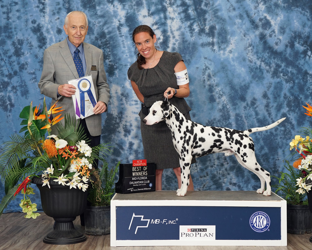 Holly winning Best of Breed from the classes Judge Bud McGivern